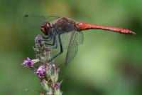 Sympetrum sanguineum
