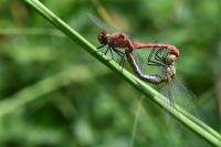 Sympetrum sanguineum