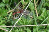 Sympetrum sanguineum
