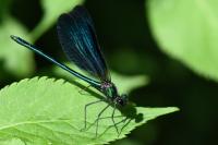 Calopteryx virgo