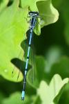 Coenagrion puella