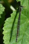 Coenagrion puella