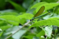 Calopteryx virgo