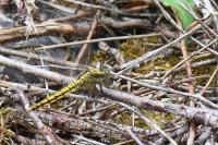 Orthetrum cancellatum