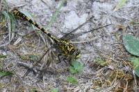 Onychogomphus forcipatus