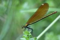 Calopteryx virgo