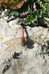 Sympetrum striolatum