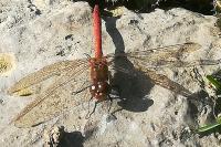 Sympetrum striolatum