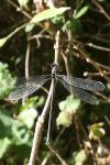 Chalcolestes viridis