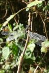 Chalcolestes viridis