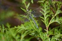 Aeshna cyanea