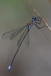 Lestes virens
