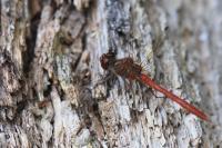 Sympetrum meridionale