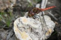 Sympetrum striolatum