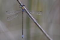 Lestes virens
