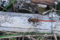 Sympetrum striolatum