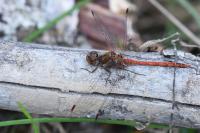 Sympetrum striolatum