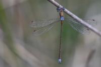 Lestes virens