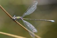Lestes virens