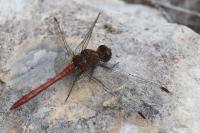 Sympetrum meridionale