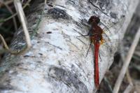 Sympetrum sanguineum