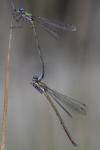 Lestes virens