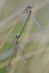 Lestes virens