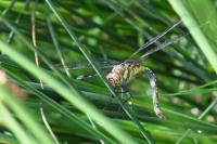 Aeshna mixta
