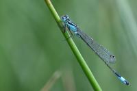 Ischnura elegans