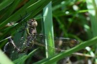 Aeshna mixta