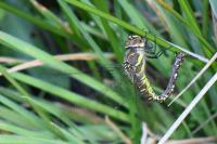 Aeshna mixta