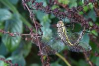 Aeshna mixta