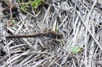 Sympetrum striolatum