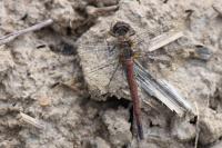 Sympetrum striolatum