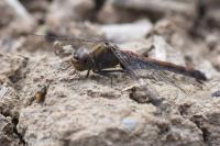 Sympetrum striolatum