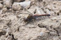 Sympetrum striolatum