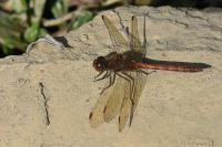 Sympetrum striolatum