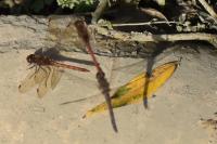 Sympetrum striolatum