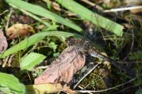 Sympetrum striolatum