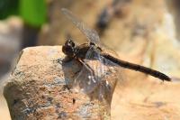 Sympetrum striolatum
