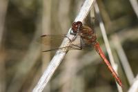 Sympetrum striolatum