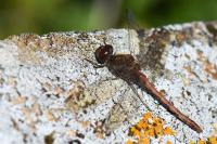 Sympetrum striolatum