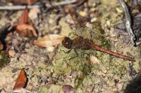 Sympetrum striolatum
