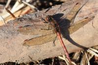 Sympetrum striolatum