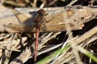 Sympetrum striolatum