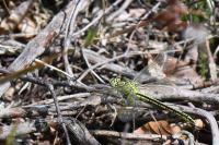 Gomphus pulchellus
