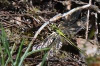 Gomphus pulchellus