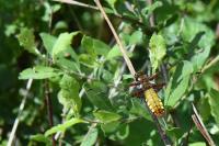 Libellula depressa