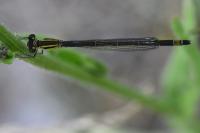 Ischnura elegans