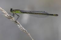 Ischnura elegans